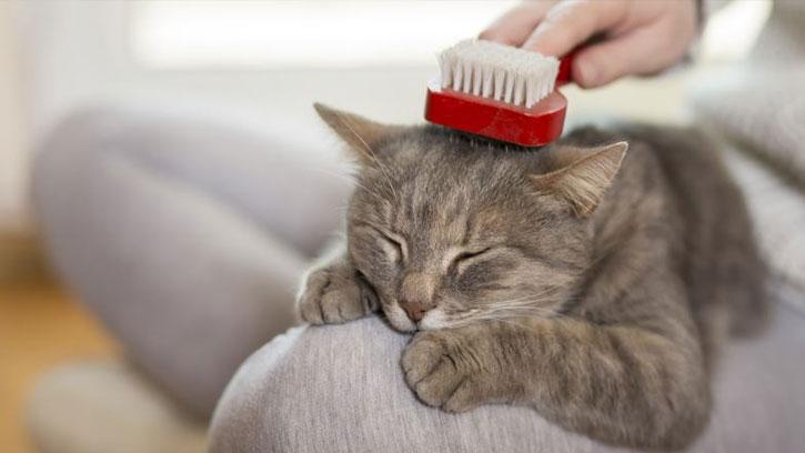 Evde Kedi Besleyenler İçin Temizlik Önerileri