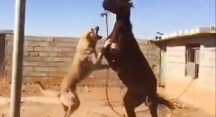 Kızgın kangal ve atın inanılmaz düellosu