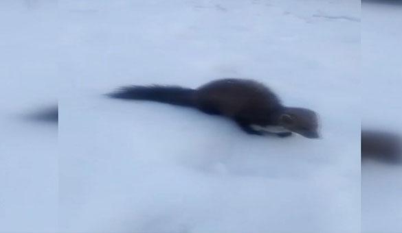 Dondurucu soğukta yiyecek arayan sansarın rahat davranışı şaşırttı
