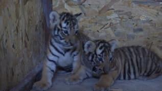 Aslan Park ailesine 2 yavru daha