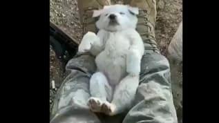 Mehmetçik, yavru köpeği ayağında sallayarak uyuttu... Görüntüler izleyenlerin gönüllerini fethetti