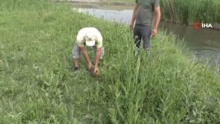 Çıplak elle balık tutuyor!