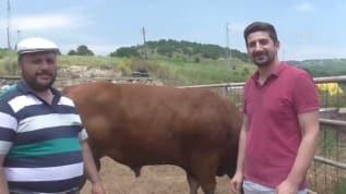 Araba fiyatına bir kurbanlık daha satıldı