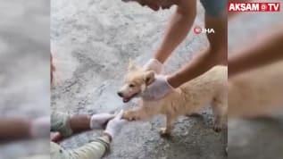 Eriyen asfalta ayakları yapışan yavru köpek böyle kurtarıldı