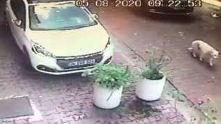 Bunun adı vicdansızlık! Beşiktaş'ta kadın sürücü köpeği ezdikten sonra kaçtı