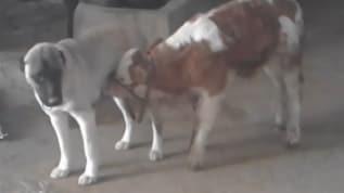 Annesi ölen danayı kangal köpeği emziriyor