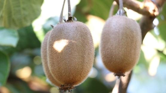 Dedesinden kalma araziyle kivi üreticisi oldu