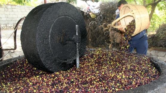Eski yöntemle üretilen zeytinyağına Avrupa'dan yoğun talep
