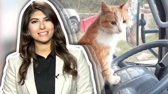 Bugün Dünya Kediler Günü