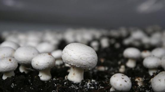 Hibe desteğiyle mantar üretimine başladı, ayda 18 bin ciro elde ediyor