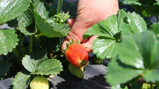 Tadımlık ekti, talep artınca girişimci oldu