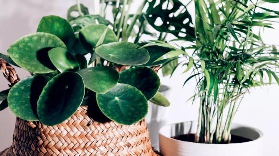 Kötü enerjiyi kovan 6 bitki