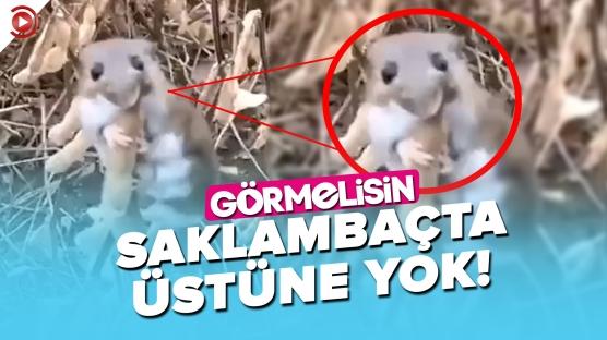 Saklambaç Ustası Bu Tarla Faresini 'Görmelisin'