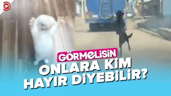 Gülümsetme Garantili Küçük Dostlarımızı 'Görmelisin'