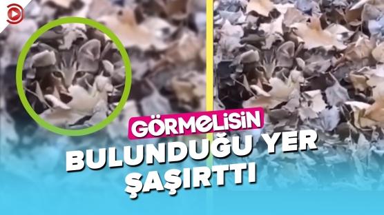 Küçük Kedinin Saklandığı Yeri 'GÖRMELİSİN'!