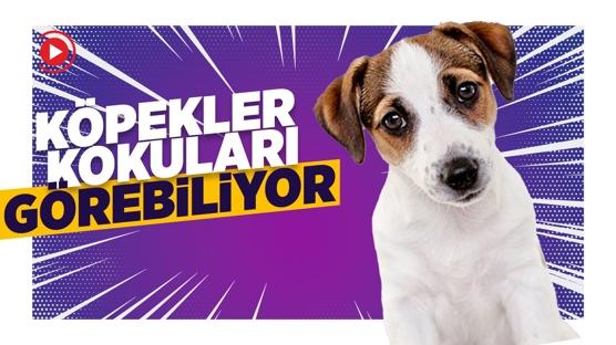 Köpeklerin Kokuları 'Görebildiği' Keşfedildi