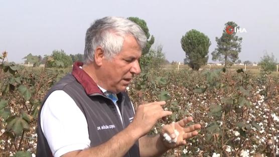 Sıcağa dayanıklı yerli ve milli pamuk geliştiriliyor