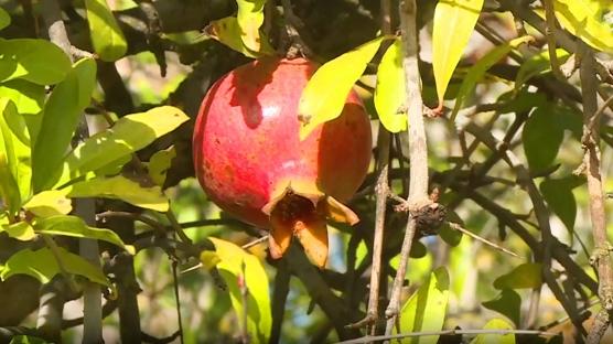 Türkiye'de yetişiyor, 51 ülkeye ihraç ediliyor!