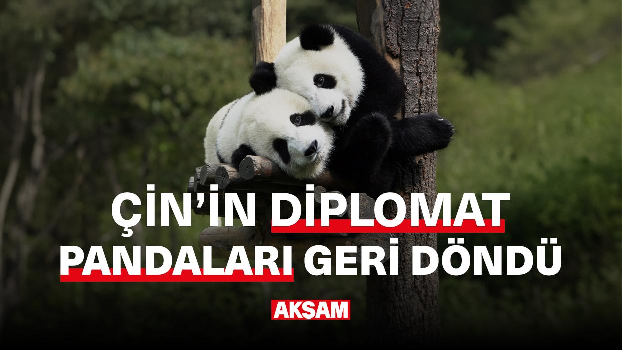 Çin'in diplomat pandaları geri döndü!