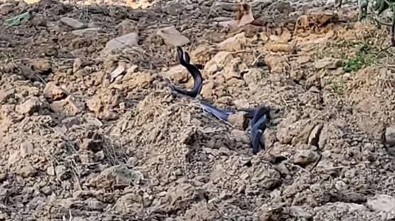 Adana'da yılanların dansı böyle görüntülendi