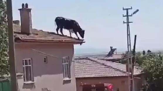 Kaçan boğa çatıya çıktı 