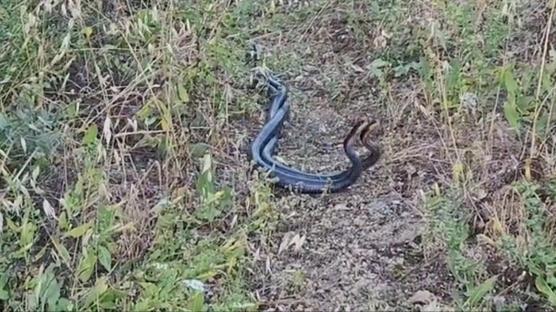 Yılanların dansı büyüledi