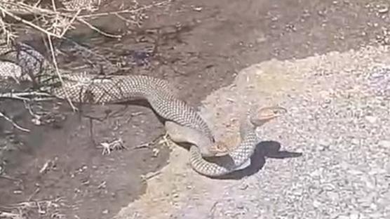 Çankırı'da yılanların çiftleşme dansı 