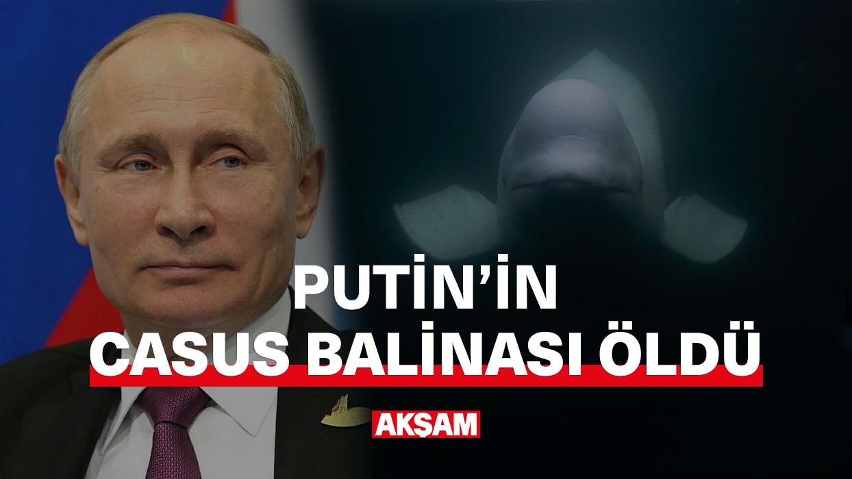 Putin'in casus balinasını kim öldürdü?