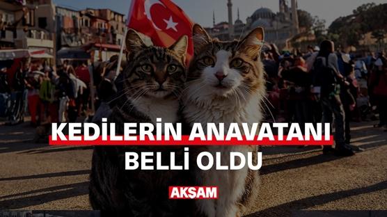 Kedilerin anavatanı belli oldu!