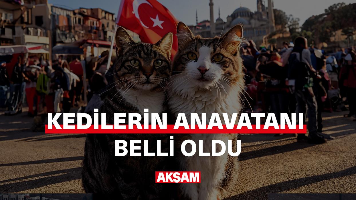 Kedilerin anavatanı belli oldu!