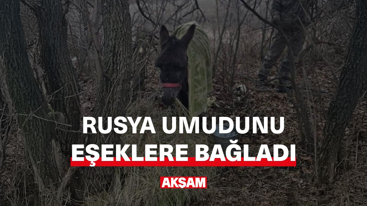 Rusya umudunu eşeklere bağladı!