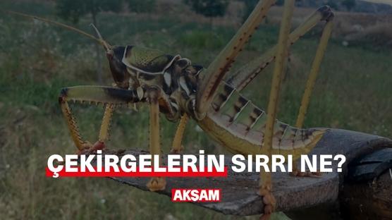 Çekirgelerin sırrı ne?