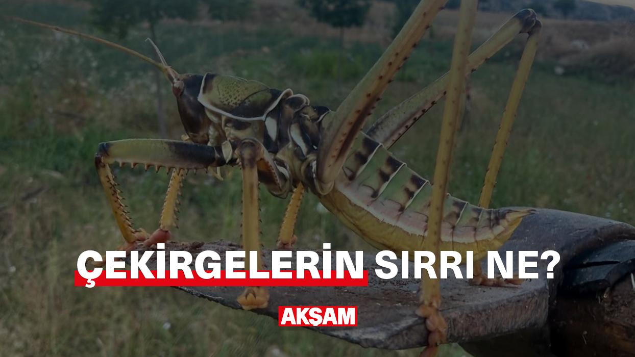 Çekirgelerin sırrı ne?