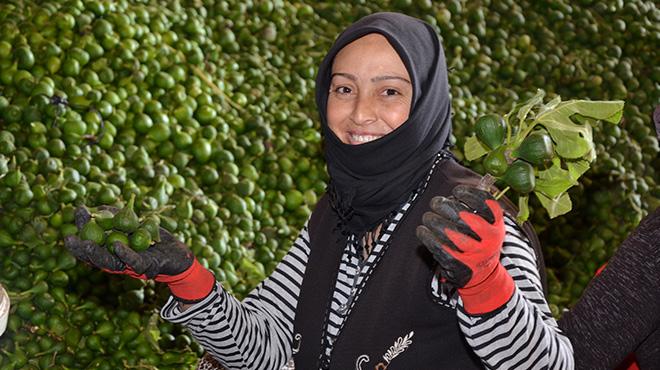 Aydın'ın yeni geçim kaynağı