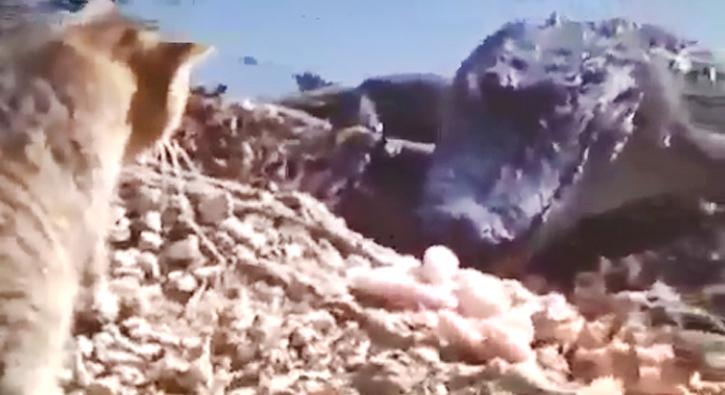 Timsaha yumruk atan delikanlı kedi