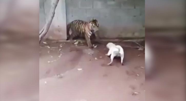 Kaplan ve pitbull'un inanılmaz kapışması