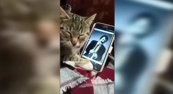 Müslüm Gürses dinleyen efkarlı kedi