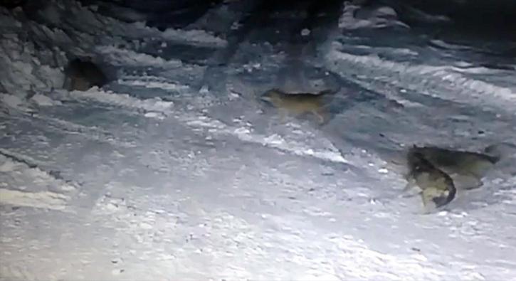 Köye inen aç kurtlar dehşet saçtı