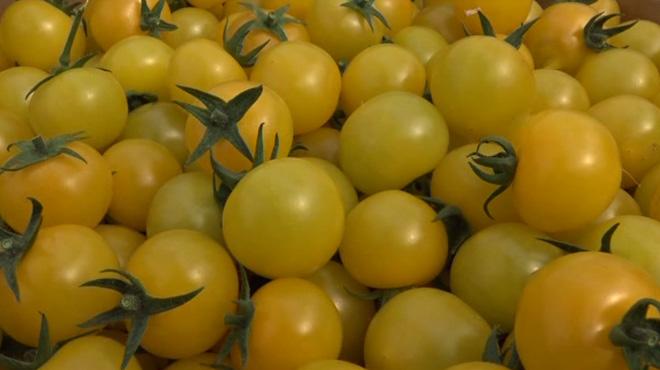 Bu domatesler diğerlerinden çok farklı!