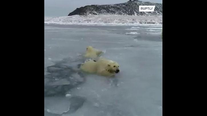 Kutup Ayılarının Buz Üzerindeki Oyunu Gülümsetti