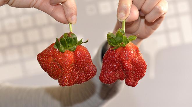 Antalya'daki çileklerde inanılmaz değişim