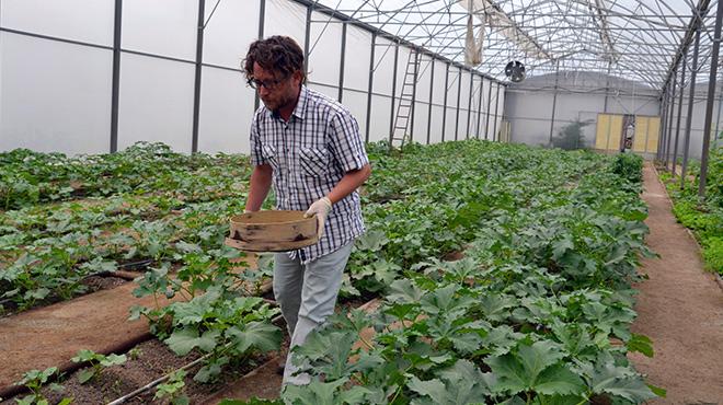 Serada ürettiği bamyaları 50 liradan satıyor