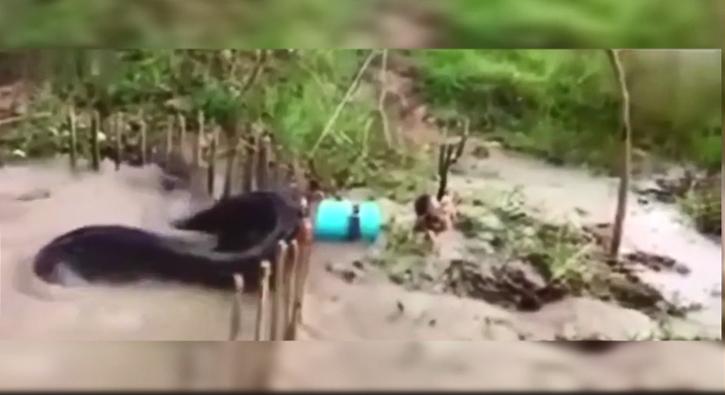 Tuzağa canavar takıldı