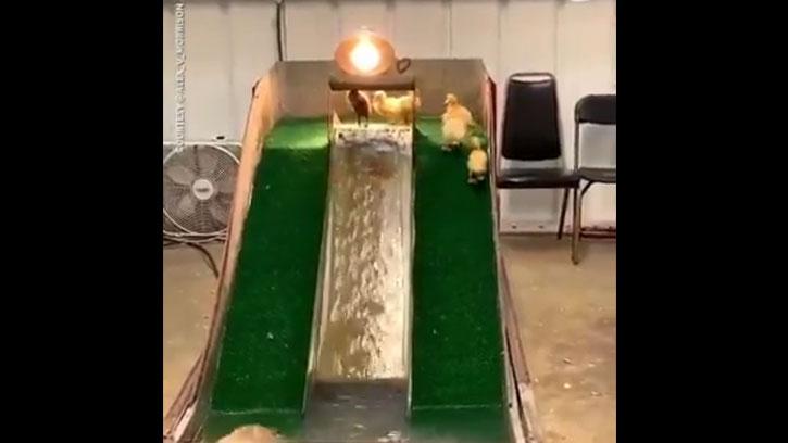 Ördeklerin Havuzda Kaydırak Keyfi