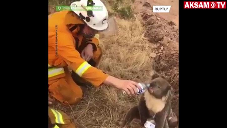 İtfaiye Eri Susayan Koalaya Böyle Su Verdi