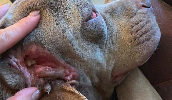 Kulağının olması gereken yerde ikinici ağzı var