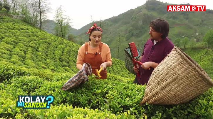 Çay Toplamak Kolay Mı Sandın? | #KolaymıSandın?