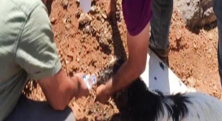 Keçi yola dökülen asfalta yapıştı