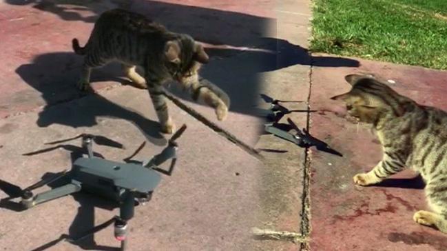  Sevimli Kedinin Drone Merakı