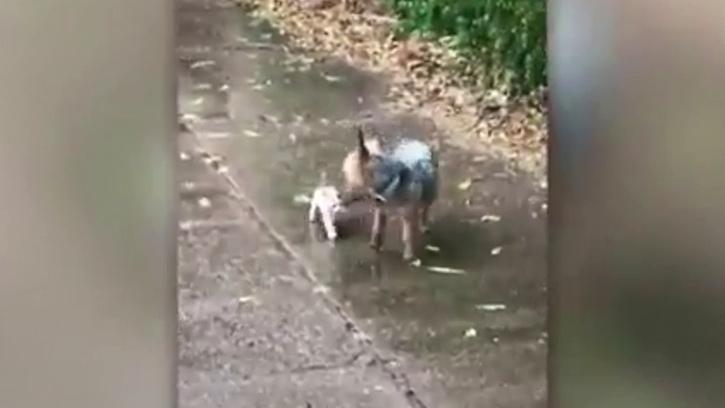 Köpek, Yağmurda Islanan Sahipsiz Kediyi Evine Götürdü 